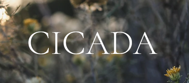 cicada