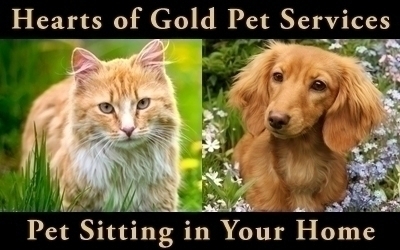 hearts of gold pet services, pet sitting and dog walking